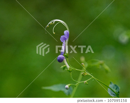 秋季野花、唇形科的花朵和花蕾 秋季野花、唇形科的花朵和花蕾 107095158