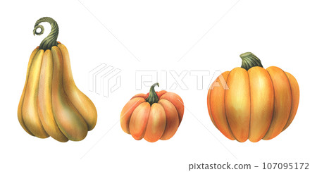 Large orange autumn pumpkins. hand drawn watercolor illustration. Set of isolated elements on a white background 107095172