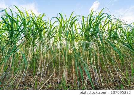 Sugarcane field in Miyakojima, Okinawa Prefecture Sugarcane field in Miyakojima, Okinawa Prefecture 107095283