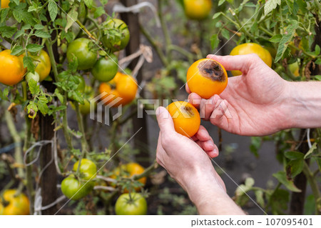 Disease of tomatoes. Brown spots on the yellow tomatoes in the farmer hands. Close-up.  107095401