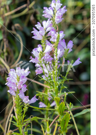 A flower that blooms in the fields and mountains, Hanatranoo, purple color that wards off evil spirits A flower that blooms in the fields and mountains, Hanatranoo, purple color that wards off evil spirits 107095565