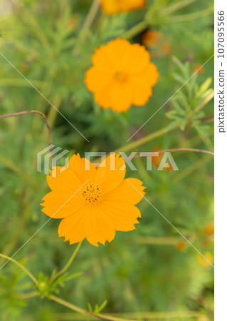 Lavender cosmos blooming in the fields, early autumn Lavender cosmos blooming in the fields, early autumn 107095566
