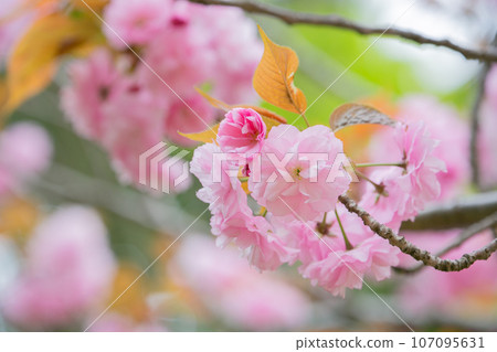 Double cherry blossoms in full bloom, Japanese spring cherry blossom scenery 107095631