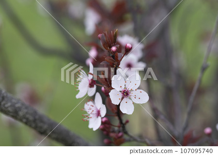 Prunus cerasus flowering tree flower, beautiful white petals tart dwarf cherry flowers in bloom.Garden fruit tree with blossom flowers 107095740