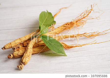Ginseng roots and green leaf, organic nature healthy food. Ginseng roots and green leaf, organic nature healthy food. 107095886