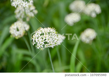Bamboo flower Bamboo flower 107095940