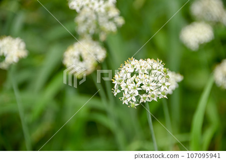 Bamboo flower Bamboo flower 107095941