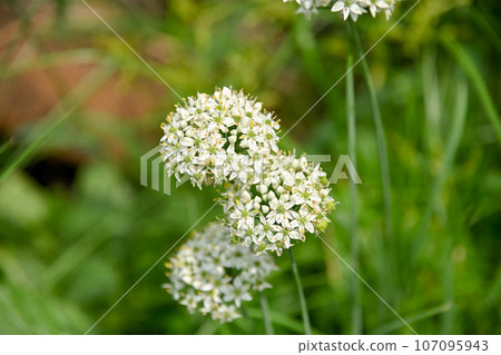 竹花 竹花 107095943