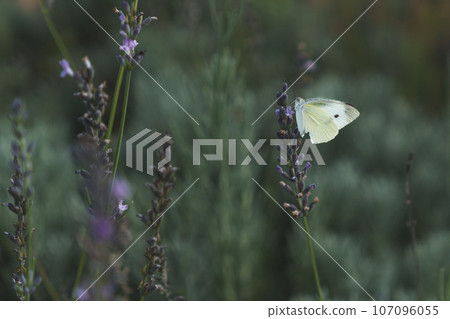 Monsieur fish caught in lavender Monsieur fish caught in lavender 107096055
