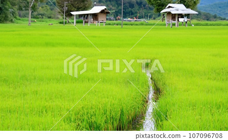Beautiful green rice field in Beautiful sunrise. Generative AI. 107096708