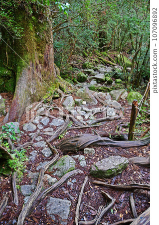 Yakusugi virgin forest, Jomonsugi trekking course 107096892