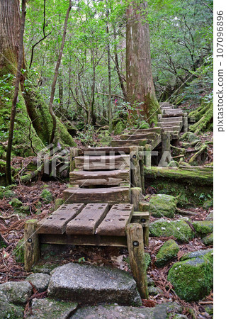 Yakusugi virgin forest, Jomonsugi trekking course Yakusugi virgin forest, Jomonsugi trekking course 107096896