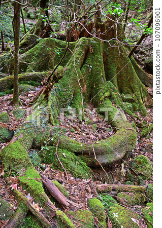 Yakusugi virgin forest, Jomonsugi trekking course Yakusugi virgin forest, Jomonsugi trekking course 107096901