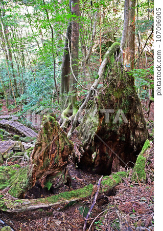 Yakusugi virgin forest, Jomonsugi trekking course 107096905