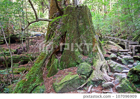 屋久杉原始森林、繩文杉徒步路線 107096909
