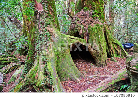 Yakusugi virgin forest, Jomonsugi trekking course 107096910