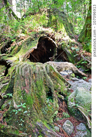 Yakusugi virgin forest, Jomonsugi trekking course 107096913