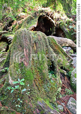 屋久杉原始森林、繩文杉徒步路線 屋久杉原始森林、繩文杉徒步路線 107096914