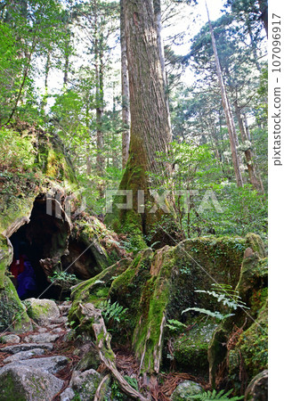 Yakusugi virgin forest, Jomonsugi trekking course 107096917