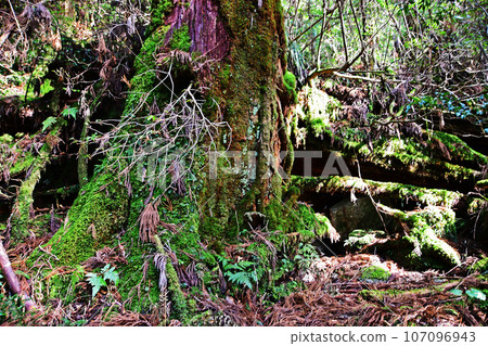 Yakusugi virgin forest, Jomonsugi trekking course 107096943