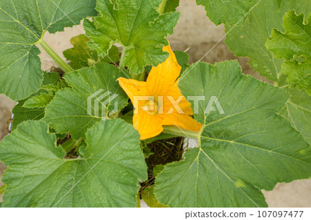 Bright yellow zucchini flower on a background of green leaves Bright yellow zucchini flower on a background of green leaves 107097477