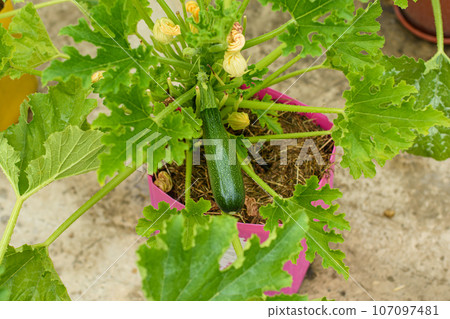 Close-up of zucchini fruit grown in plastic pots Close-up of zucchini fruit grown in plastic pots 107097481