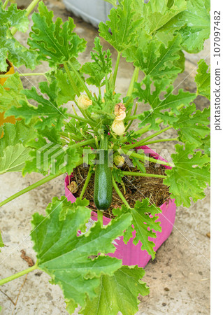 Fruiting of zucchini grown in plastic pots 107097482