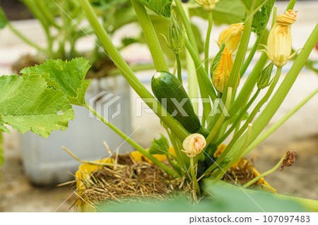 Young zucchini fruit grown in plastic pots Young zucchini fruit grown in plastic pots 107097483