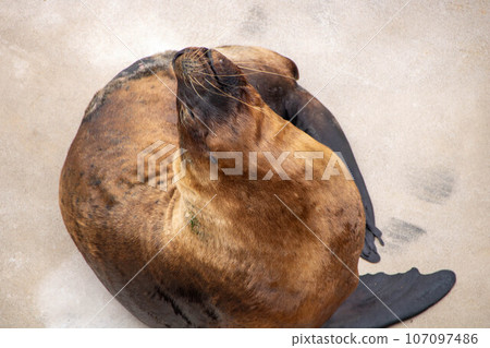 sea lion  looking up in a zoo 107097486