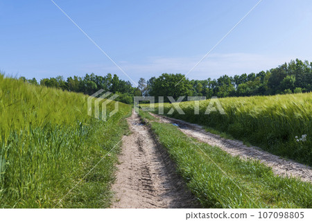mud on a country road through a field of cereals mud on a country road through a field of cereals 107098805
