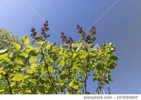 a blooming lilac tree with green foliage in the spring season 107098860
