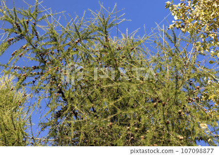 Spruce branches with green needles in sunny weather 107098877