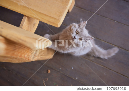 gray country cat sitting under the table gray country cat sitting under the table 107098918