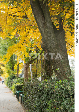 Autumn scenery of the city: yellowed ginkgo trees and pavement 107099201