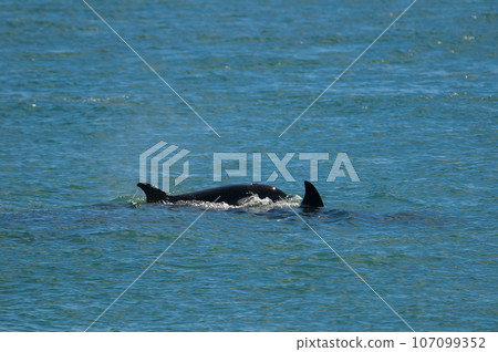 Killer whale mother and baby, Peninsula Valdes breathing on the surface, Peninsula Valdes, Patagonia, Argentina 107099352