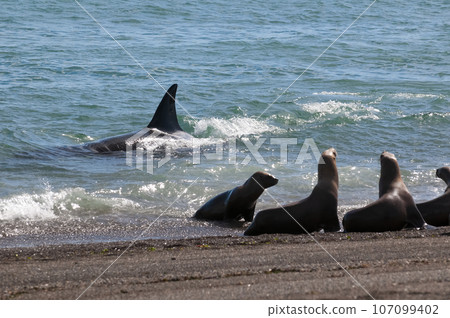Orca patrolling the shoreline with a group of sea lions in the foreground, Peninsula Valdes, Patagonia, Argentina. 107099402