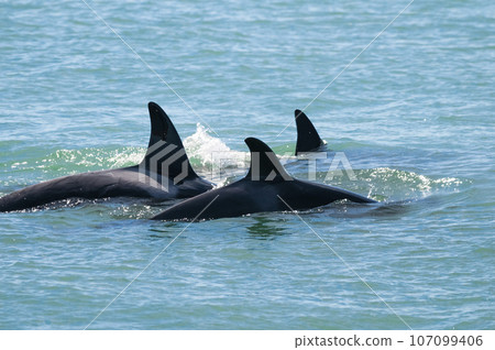 Killer whale mother and baby, Peninsula Valdes breathing on the surface, Peninsula Valdes, Patagonia, Argentina 107099406