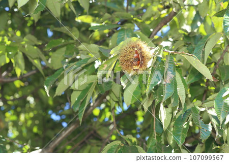 Large brown chestnuts in squid Large brown chestnuts in squid 107099567
