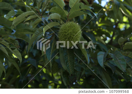 Large brown chestnuts in squid Large brown chestnuts in squid 107099568