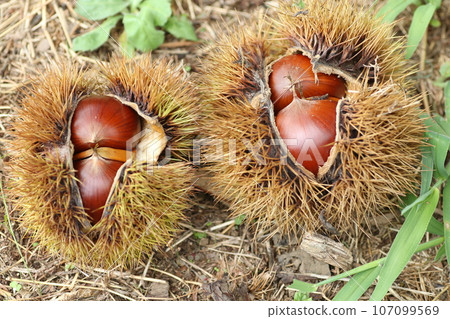Large brown chestnuts in squid Large brown chestnuts in squid 107099569