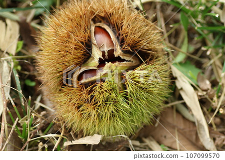 Large brown chestnuts in squid 107099570