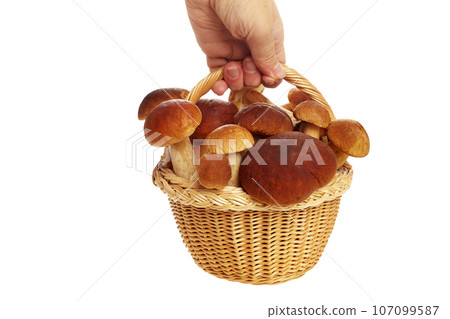 Basket fool of Boletus mushrooms isolated on white background. Vegetarian healthy food. Healthy food background. Basket fool of Boletus mushrooms isolated on white background. Vegetarian healthy food. Healthy food background. 107099587