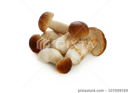 Boletus mushroom isolated on white background. King bolete. 107099589
