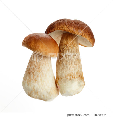 Boletus mushroom isolated on white background. King bolete. 107099590