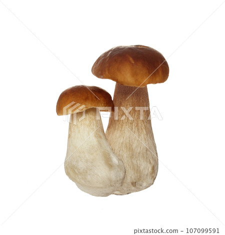 Boletus mushroom isolated on white background. King bolete. 107099591