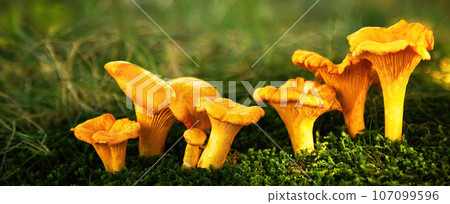 Chanterelle mushrooms in a forest. Edible mushrooms. 107099596