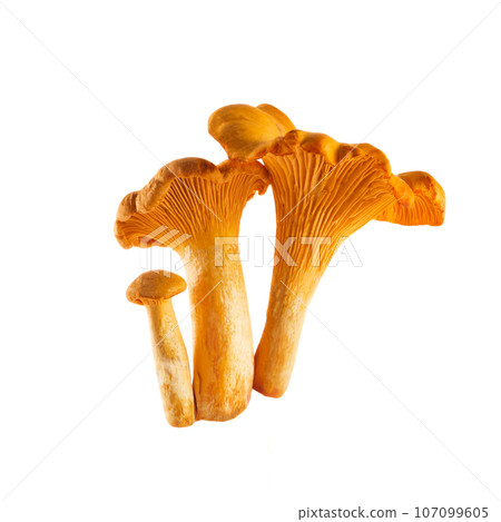 Chanterelle or girolle mushrooms isolated on white background 107099605