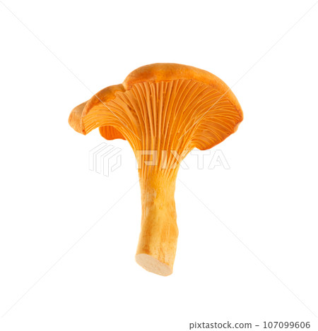 Chanterelle or girolle mushroom isolated on white background 107099606