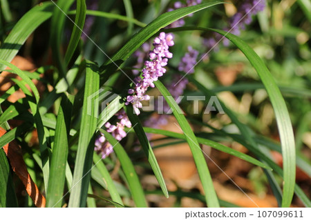 Lily turf, a purple flower that blooms quietly in the mountains 107099611