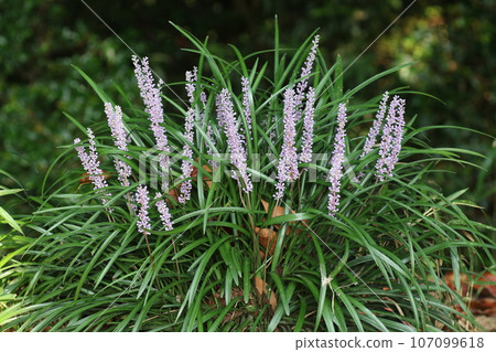 Lily turf, a purple flower that blooms quietly in the mountains 107099618